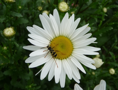 Margeiet met kleine wespenbok