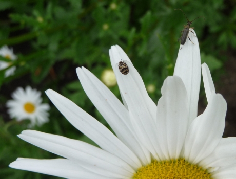 Margriet met twee beestjes..