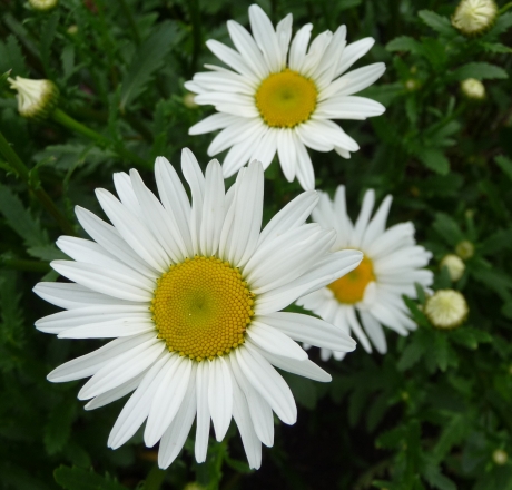 Margrieten
