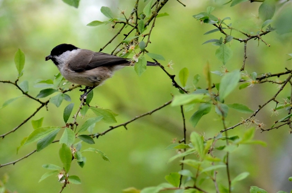 Matkop - Vogels - Matkop
