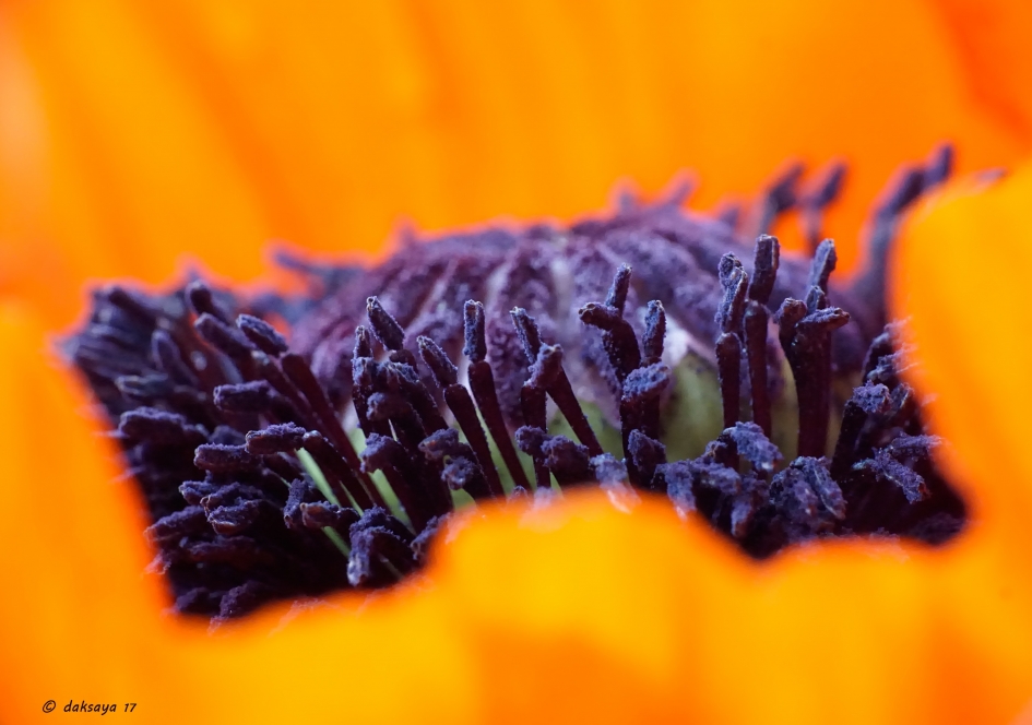 Meeldraden klaproos - Planten - 