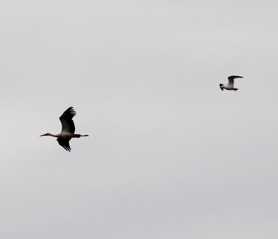 Meeuw jaagt ooievaar uit zijn territorium - Vogels - 