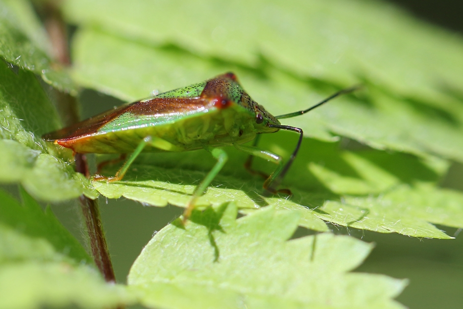 meidoornkielwants - Geleedpotigen - 