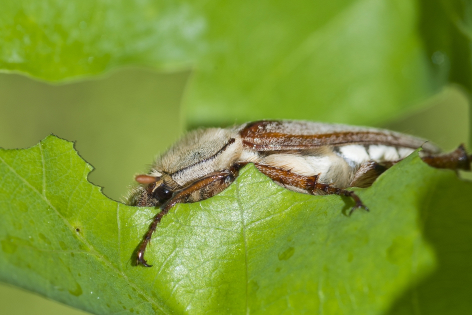 Meikever in eik - Geleedpotigen - Meikever