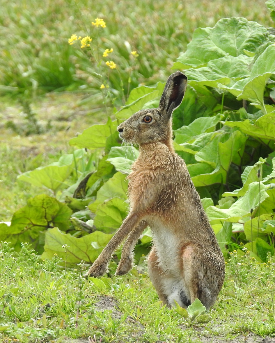 Mijn naam is Haas - Zoogdieren - Haas