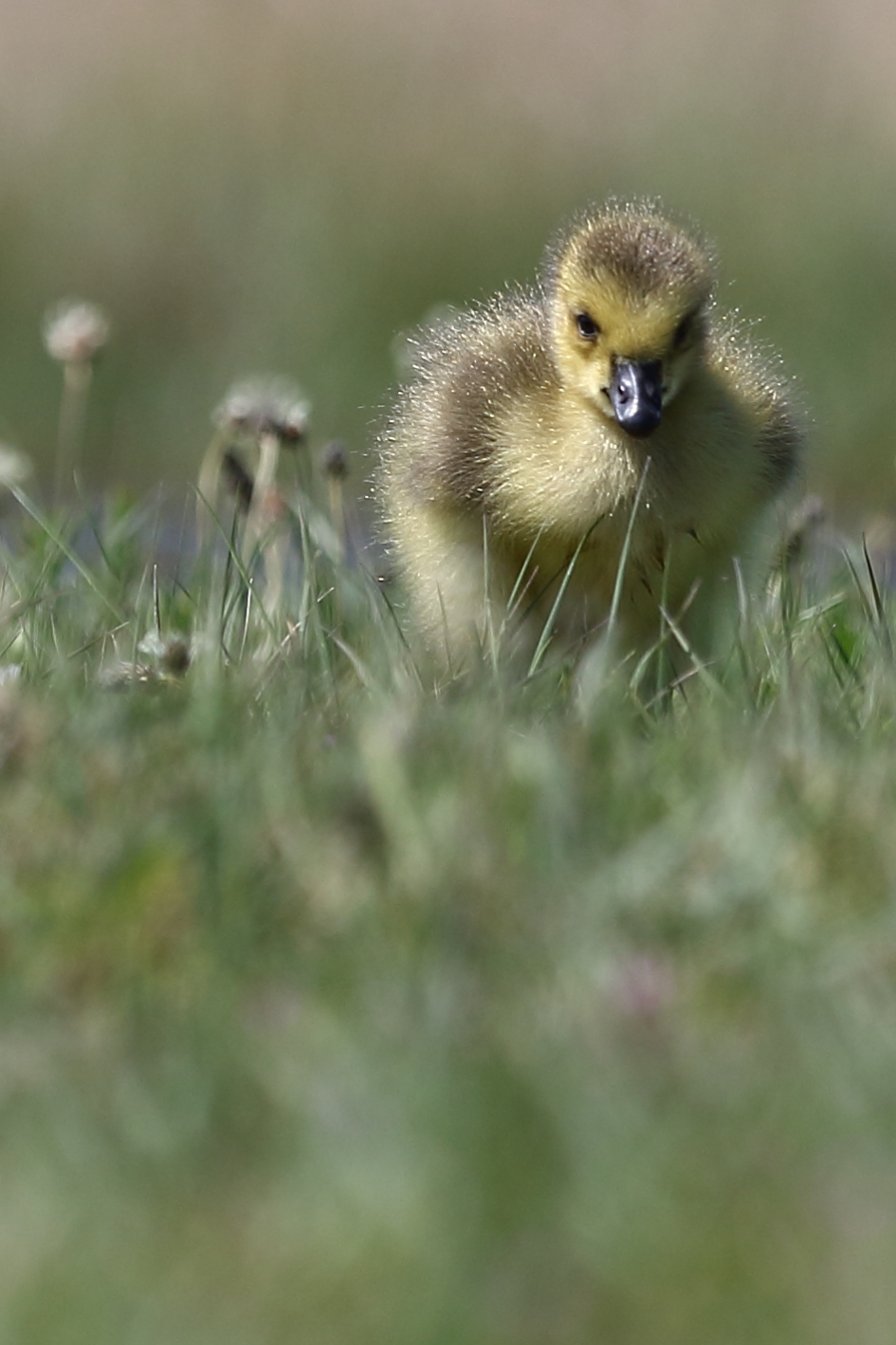 miniformaat grote Canadese gans - Vogels - 