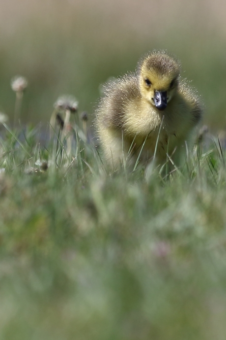miniformaat grote Canadese gans