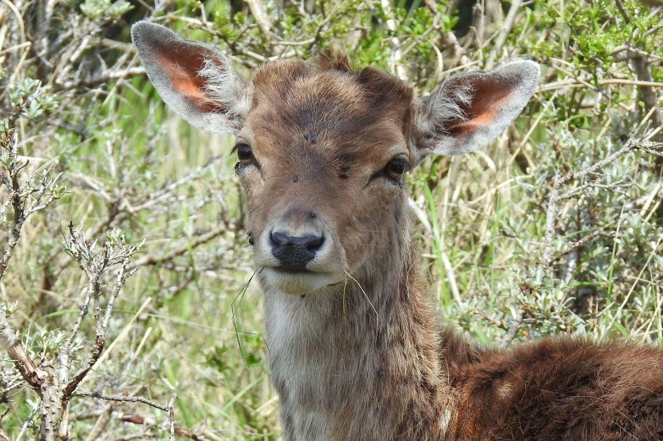 Moeder, er zit een vlieg in m'n oog! - Zoogdieren - Damhert