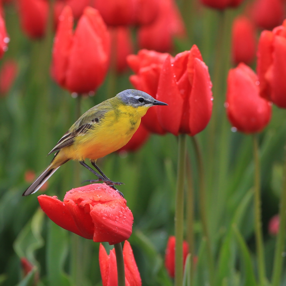 Moederdag - Vogels - Gele Kwikstaart