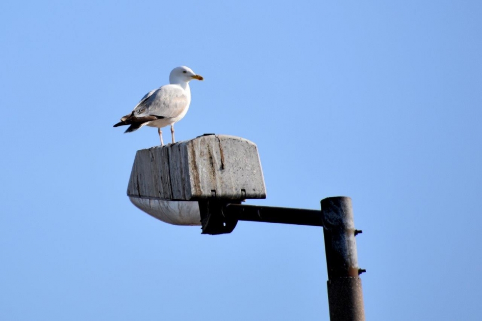 Mooi overzicht! - Vogels - 