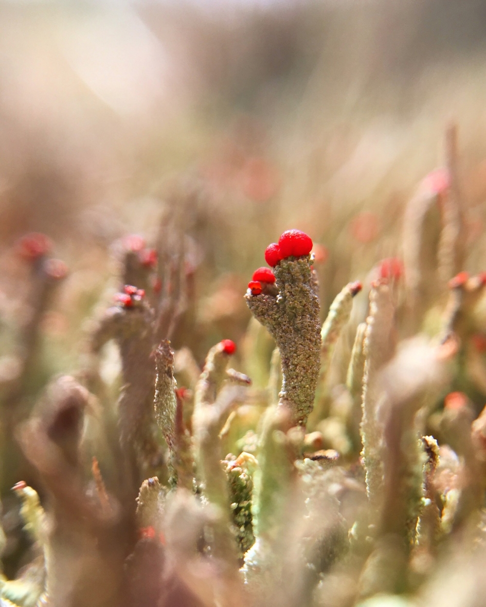 Mooi rood - Schimmels - 