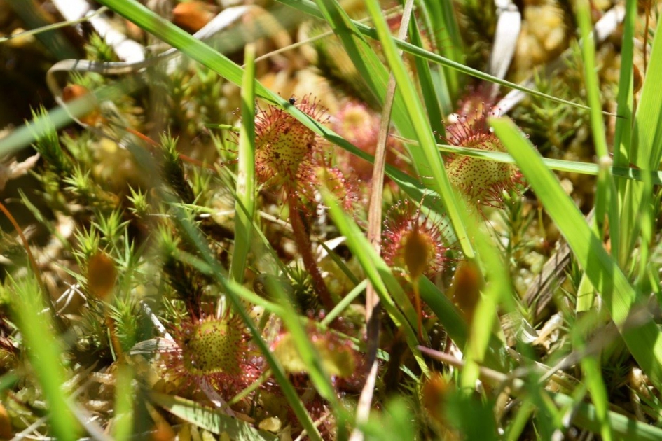 Morgen- of zonnedauw - Planten - 