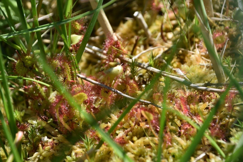 Morgen- of zonnedauw - Planten - 