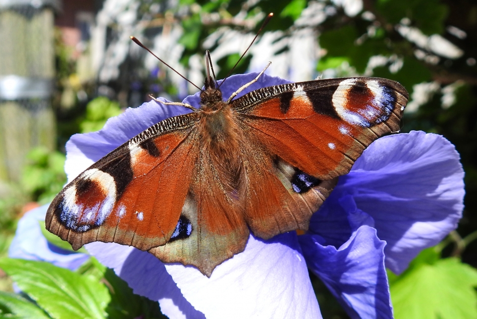 Mr. Blue eyes - Geleedpotigen - Dagpauwoog