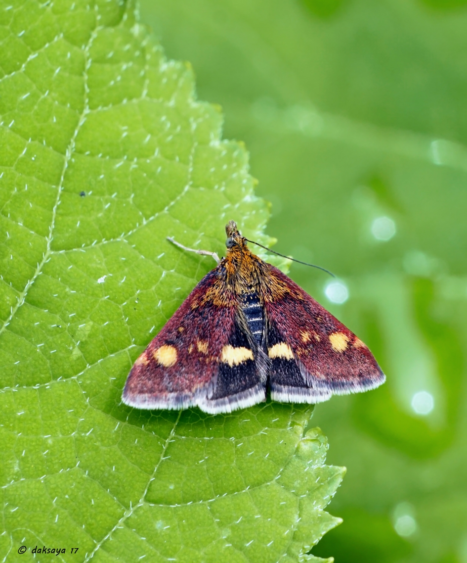 Muntvlindertje - Geleedpotigen - 