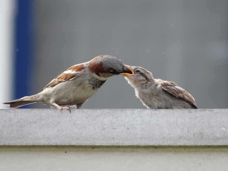 Musje wordt gevoerd - Vogels - Mus