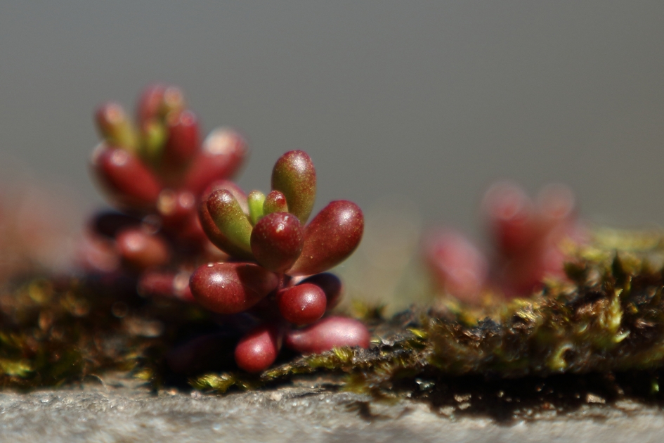 muurpeper - Planten - 