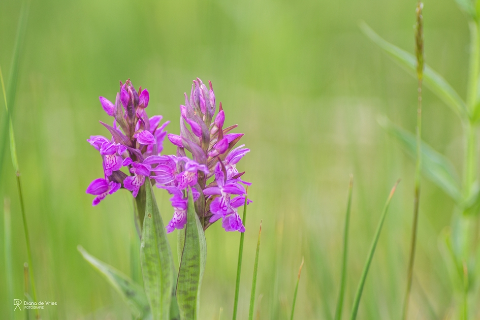Wilde Orchideeën - Planten - 