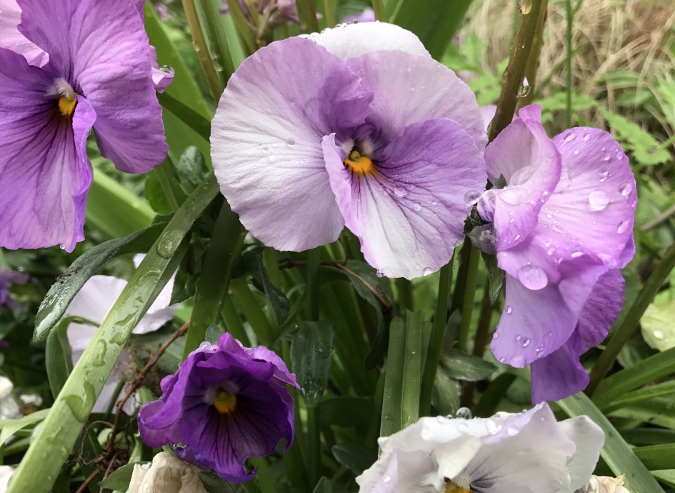 Na een regenbui! - Planten - 