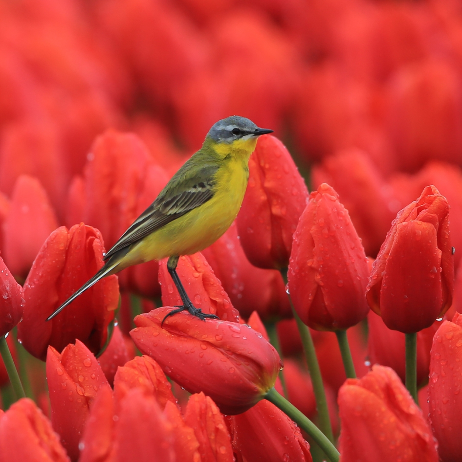 Na een regenbui ... - Vogels - Gele Kwikstaart