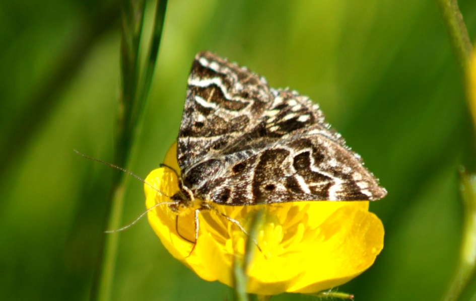 (nacht)vlinder ? - Geleedpotigen - 