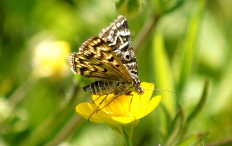 (nacht)vlinder ?   - 2