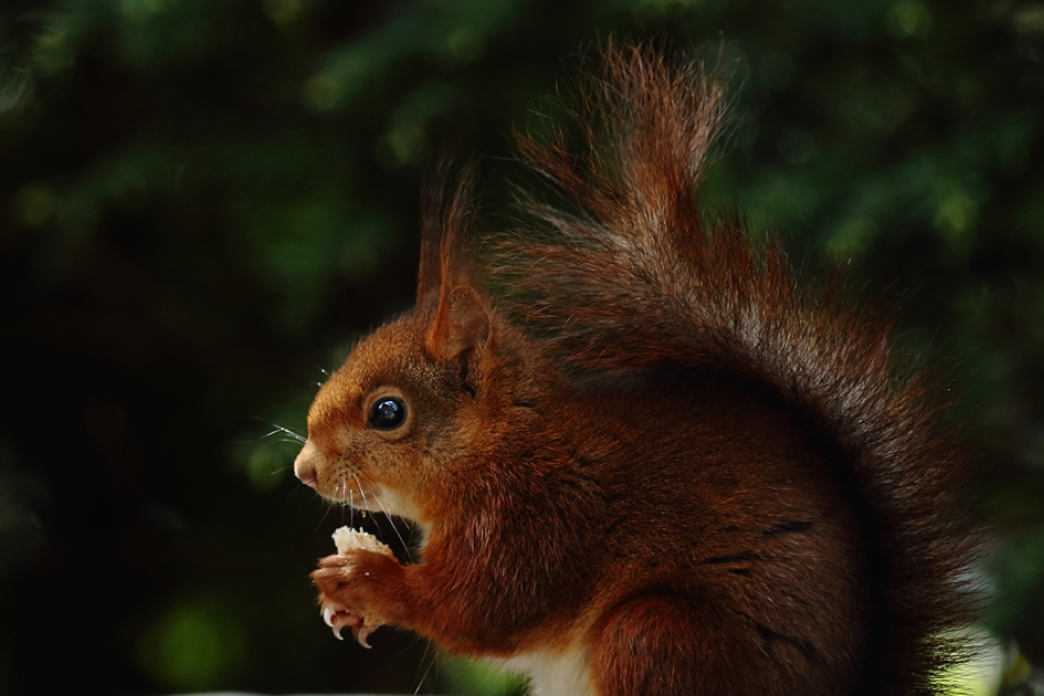 nageltjes.... - Zoogdieren - 