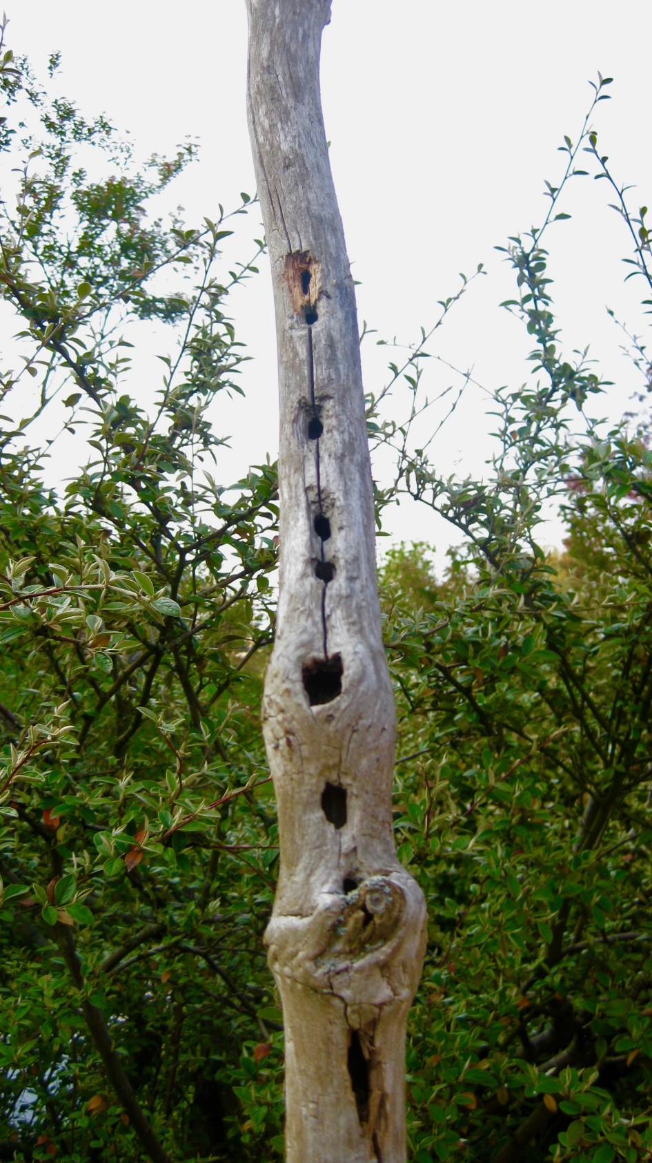 Natuurlijk Kunstwerk - Planten - 