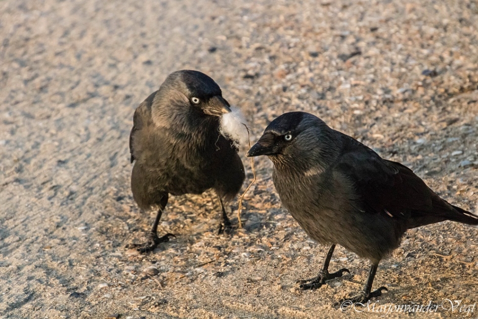 Nesteldrang - Vogels - kauwtje