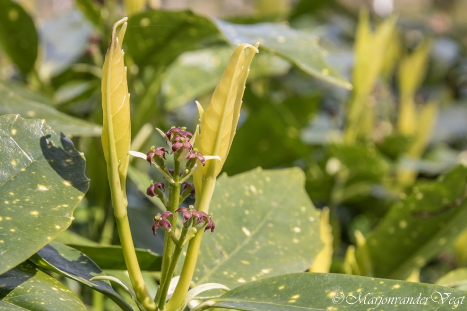 Nieuw leven - Planten - geen id
