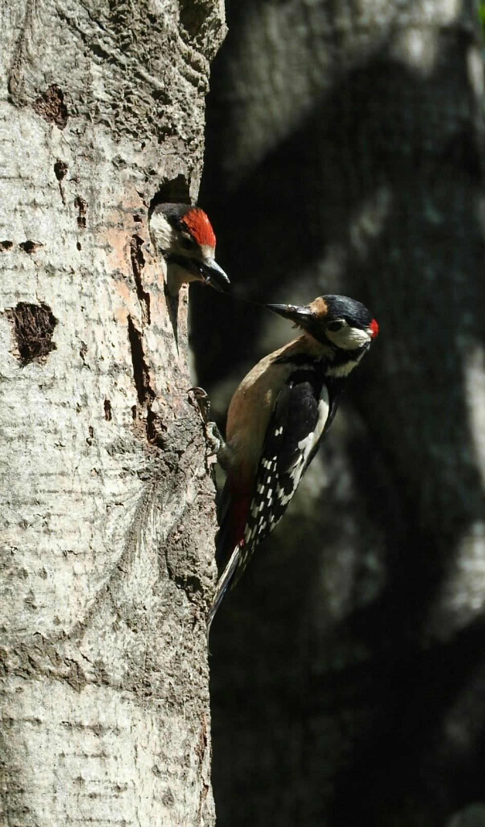 Nieuw leven in een dode boom - Vogels - Grote bonte specht