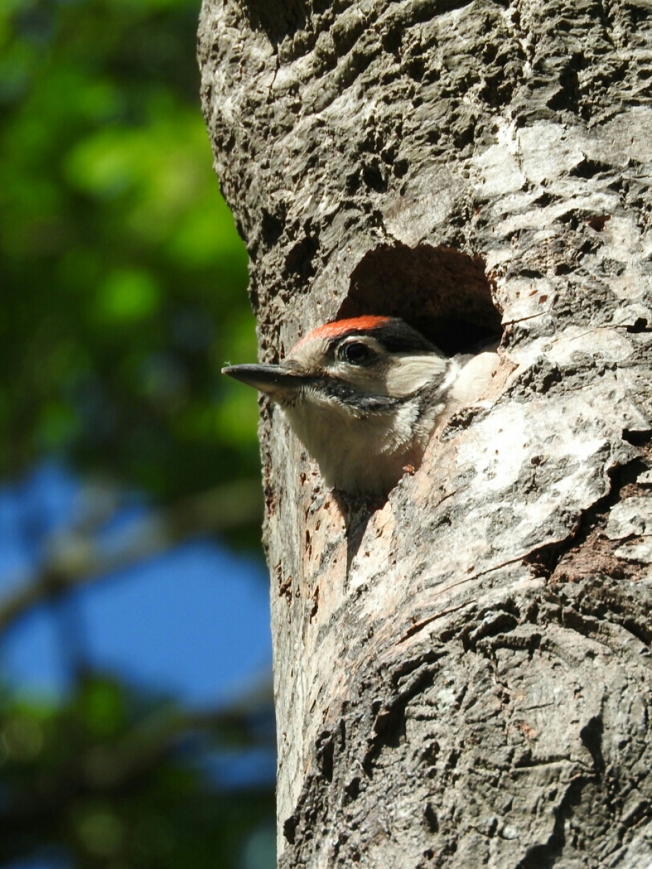 Nieuw leven in een dode boom - Vogels - Grote bonte specht