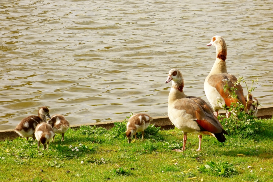 Nijlgans familie - Vogels - Nijlgans