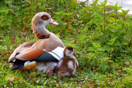 Nijlgans moeder met jong
