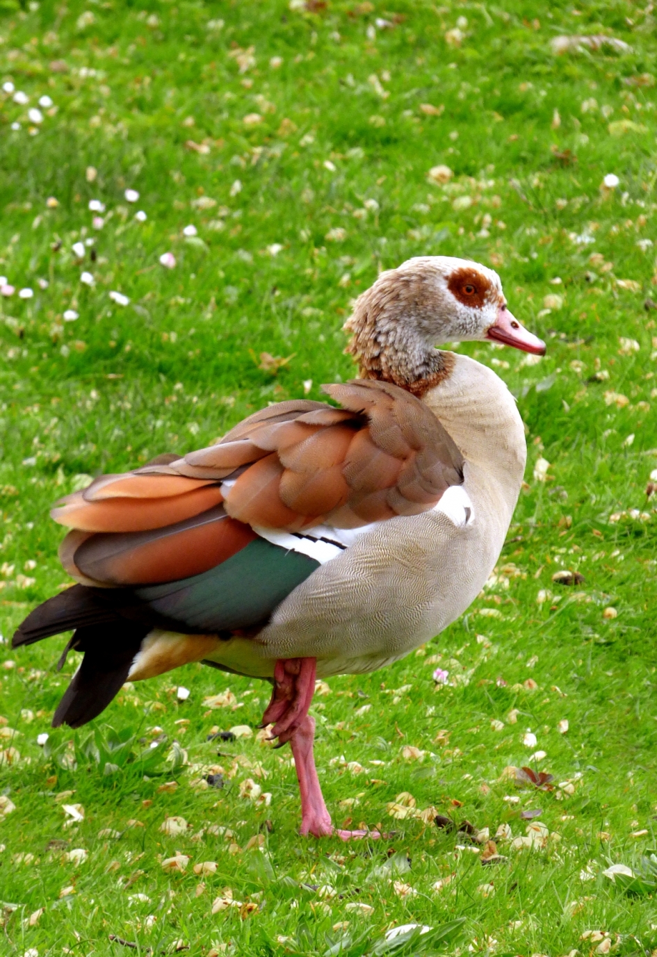 Nijlgans vader houdt de wacht. - Vogels - Nijlgans