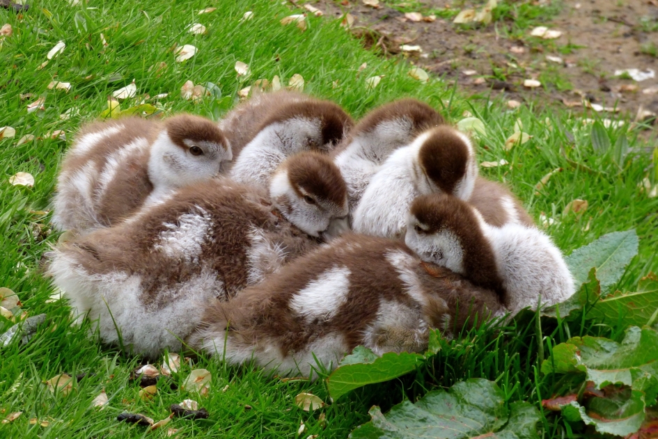 Nijlganzen 4: Lekker warm bij elkaar voor de nacht. - Vogels - Nijlgans