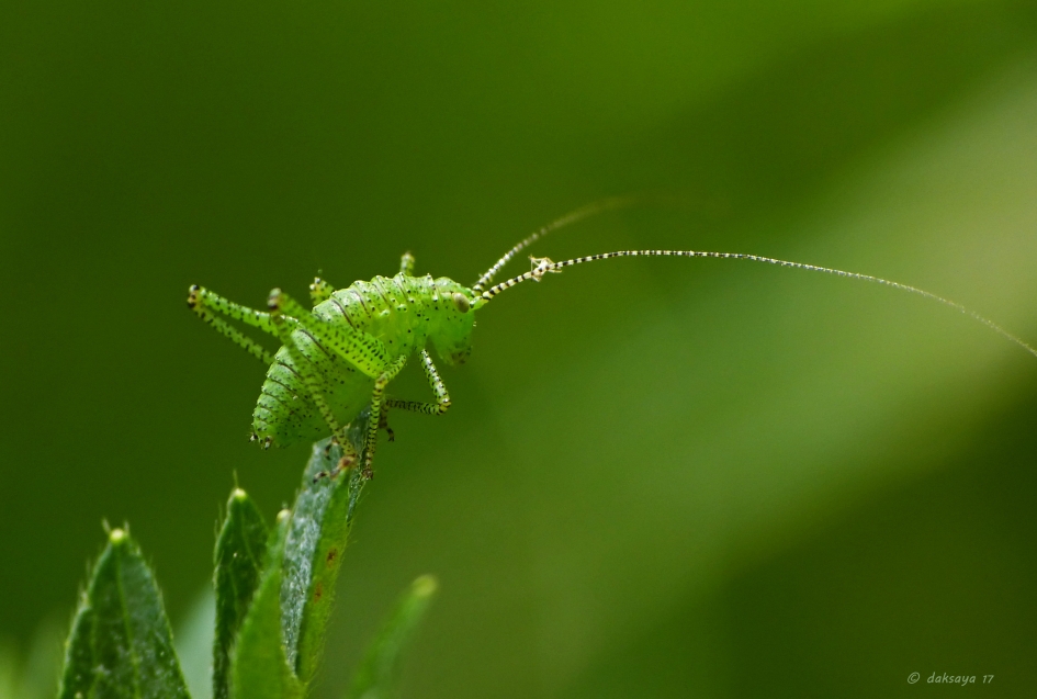 Nimf Struiksprinkhaan - Geleedpotigen - 