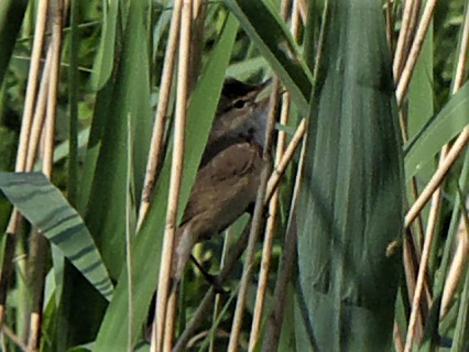 Nog een foto onbekende vogel Deventer - Vogels - 
