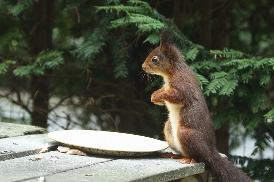 Oeps, net te laat - Zoogdieren - 