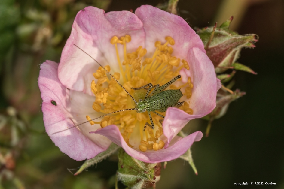 Oeps.....betrapt - Geleedpotigen - Struiksprinkhaan