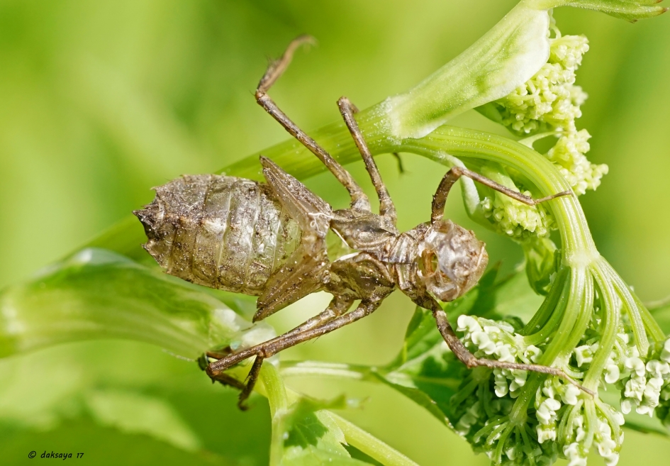 Omhulsel - Geleedpotigen - 