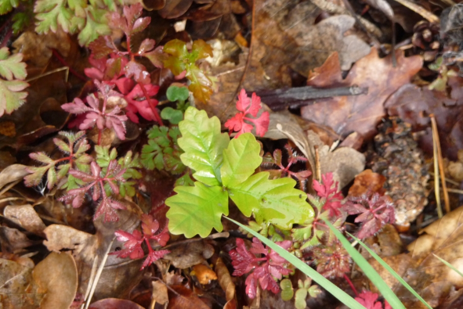 Onder de meidoorn - Planten - 