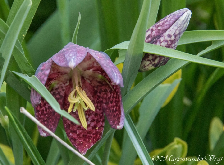 Onder den rok - Planten - Kievitsbloem