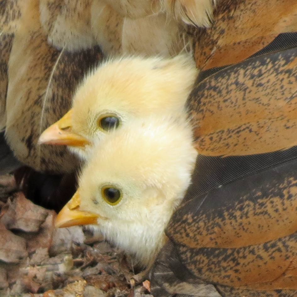 Onder moeders vleugels - Vogels - 