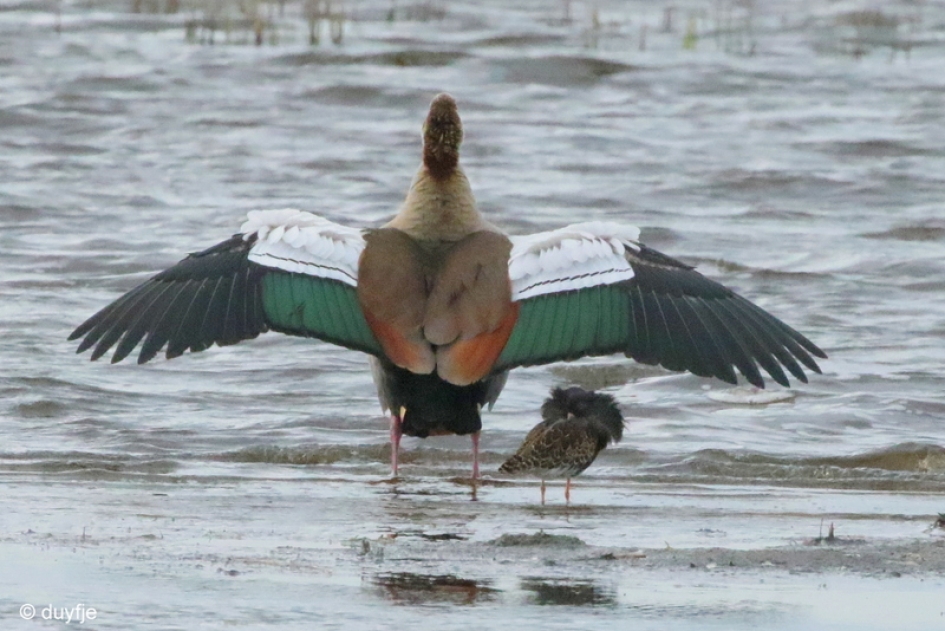 onder vreemde vleugels - Vogels - Nijlgans en Kemphaan