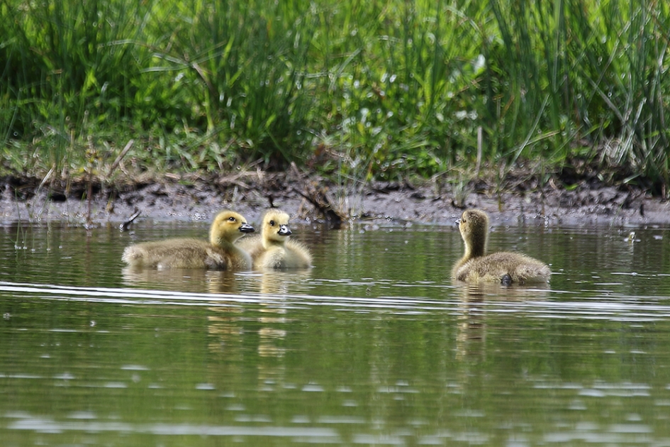 onder(d)onsje - Vogels - 
