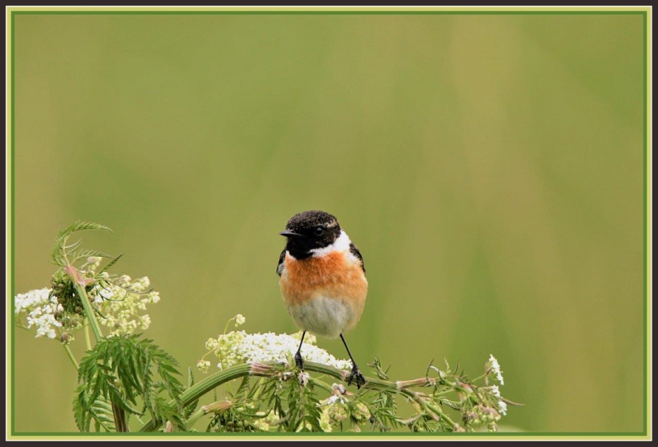 Op het fluitenkruit - Vogels - Roodborst tapuit