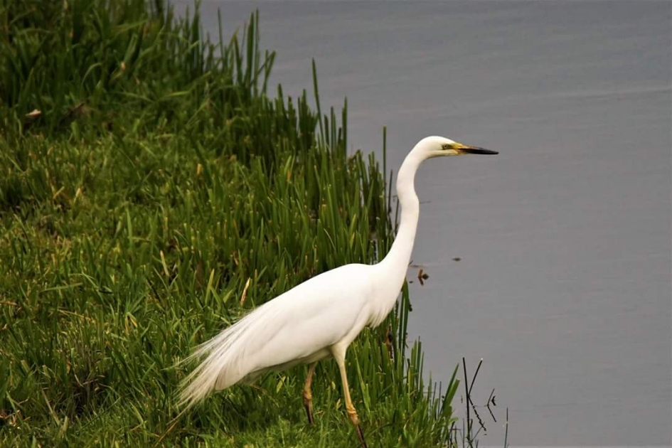 Op zoek - Vogels - Grote zilver reiger