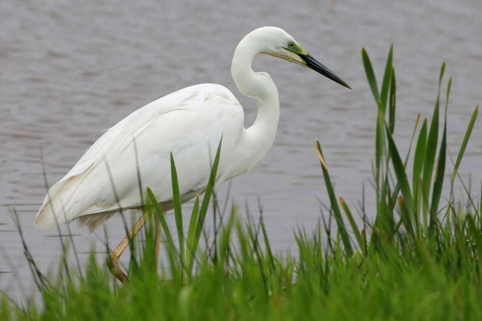 Op zoek ... - Vogels - Grote Zilverreiger
