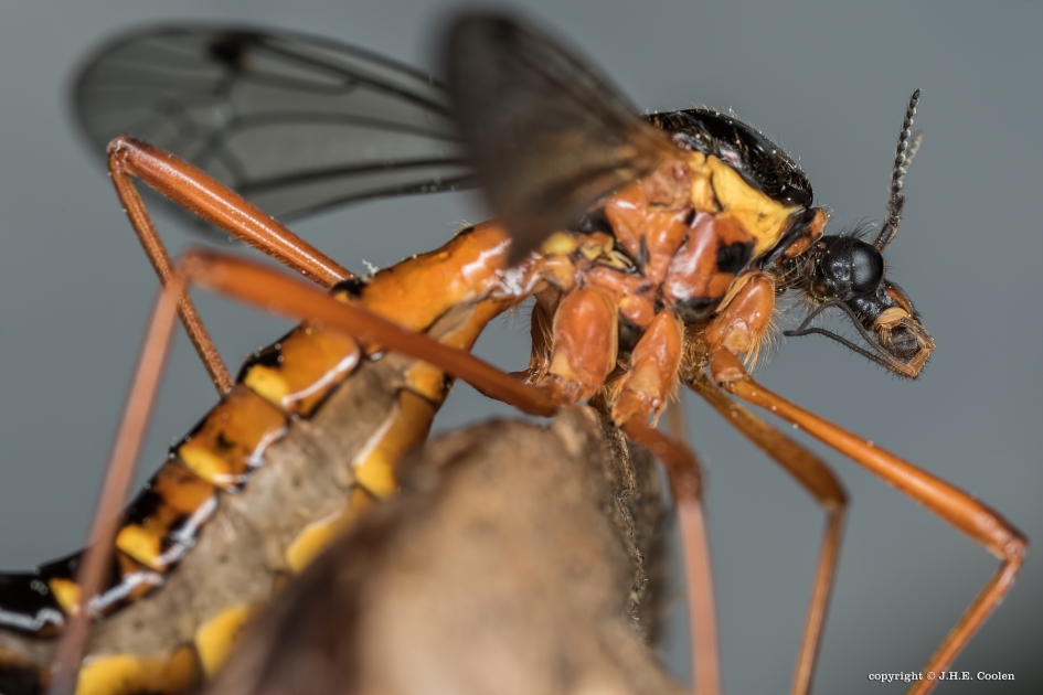 Opvallend - Geleedpotigen - Langpootmug